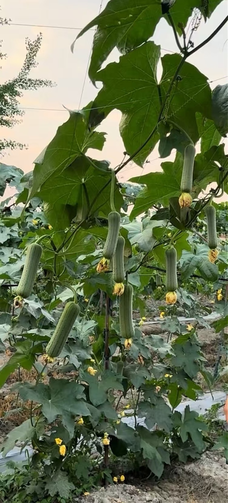 丝瓜种子春秀早熟油绿色顺直中棒硬果肉质好结瓜能力强