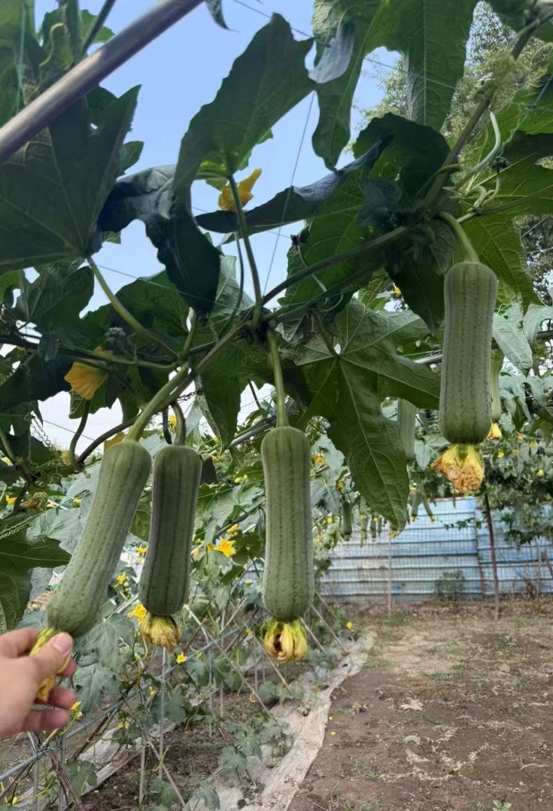 丝瓜种子春秀早熟油绿色顺直中棒硬果肉质好结瓜能力强
