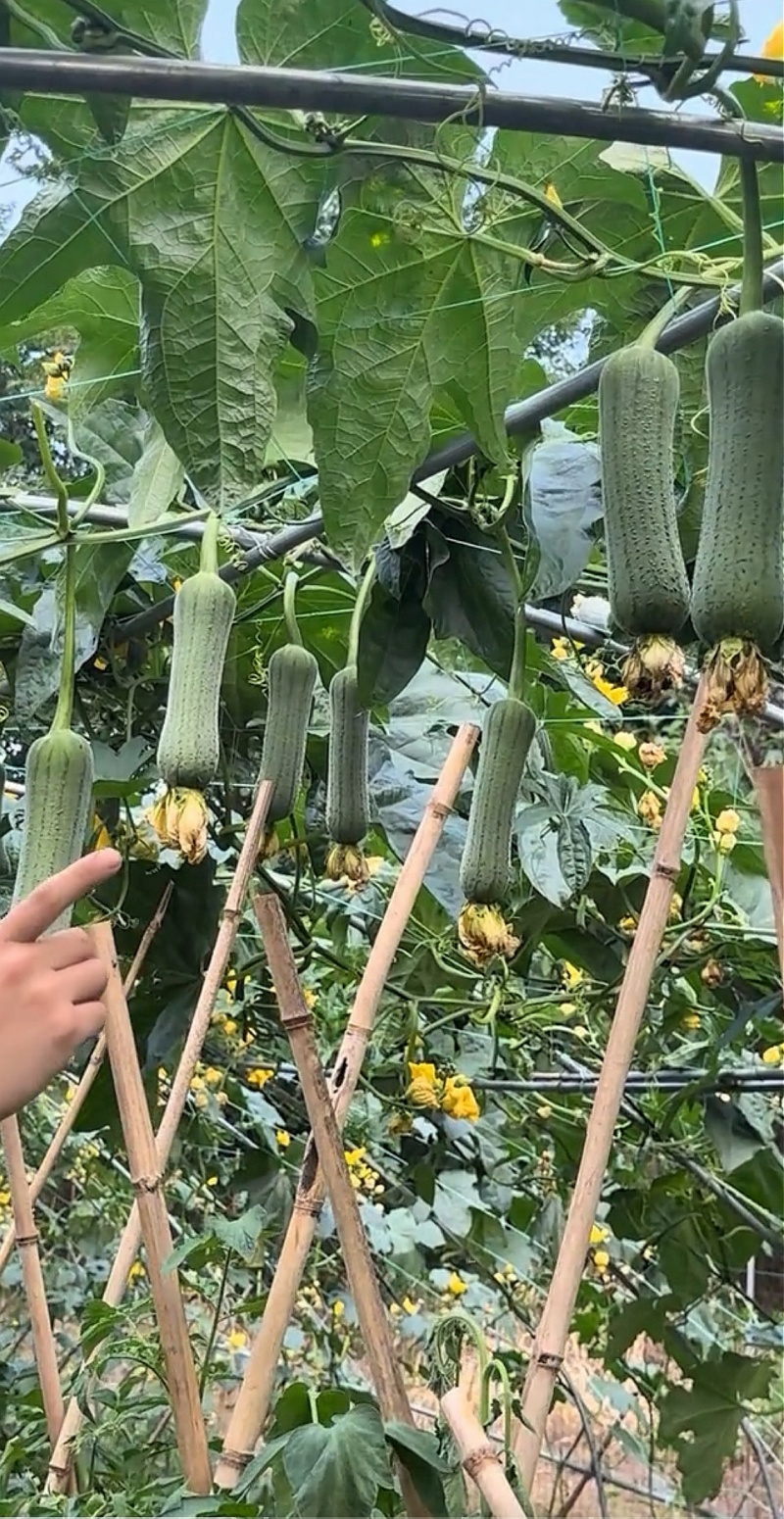 丝瓜种子春秀早熟油绿色顺直中棒硬果肉质好结瓜能力强