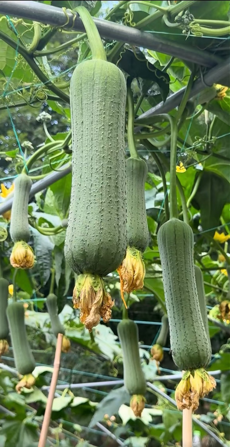 丝瓜种子春秀早熟油绿色顺直中棒硬果肉质好结瓜能力强