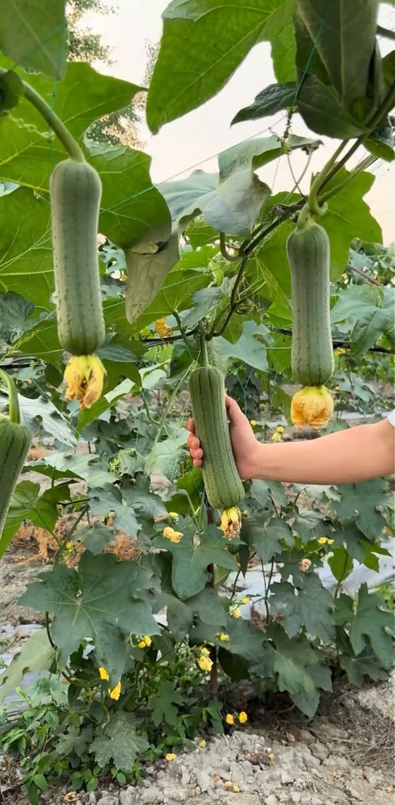 丝瓜种子春秀早熟油绿色顺直中棒硬果肉质好结瓜能力强