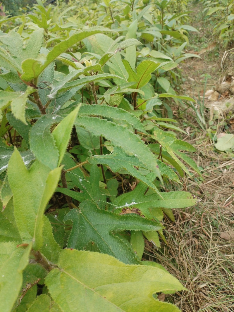 五指毛桃苗，基地一手货源成活率保障提供技术指导量