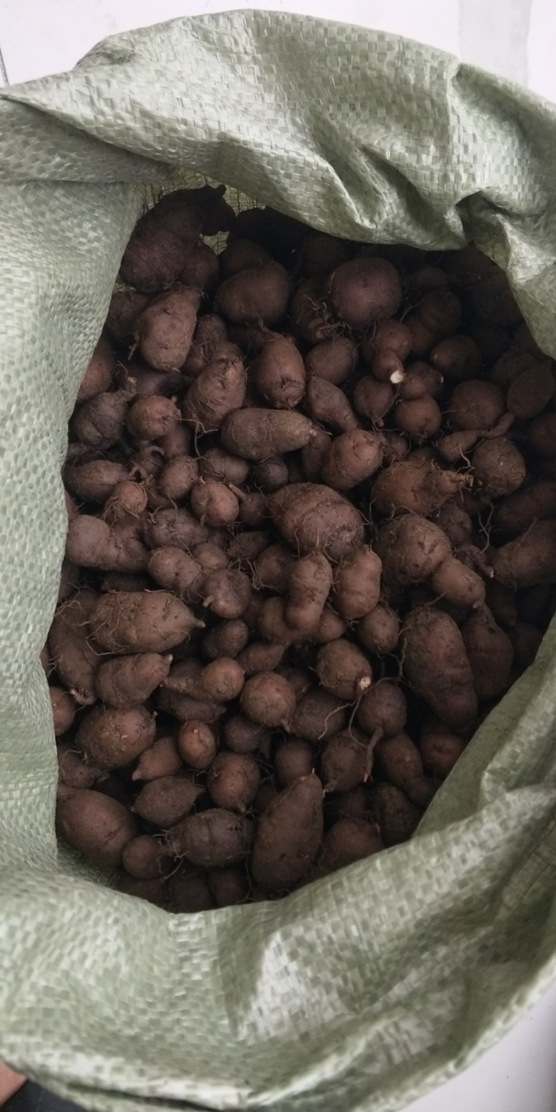 产地直发三叶青新鲜货