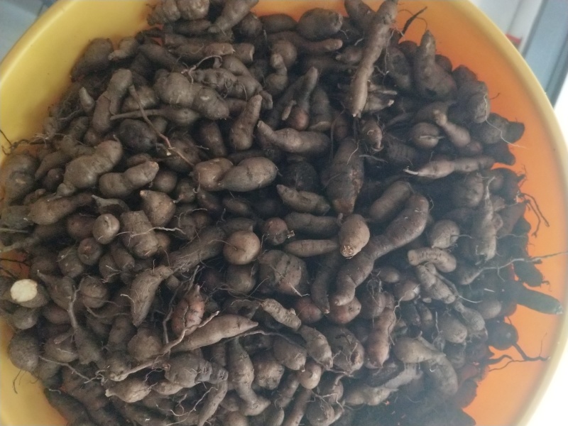 产地直发三叶青新鲜货