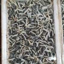 辽宁东港本地精品无沙花甲加工厂，肥度好，活跃度高，欢迎。