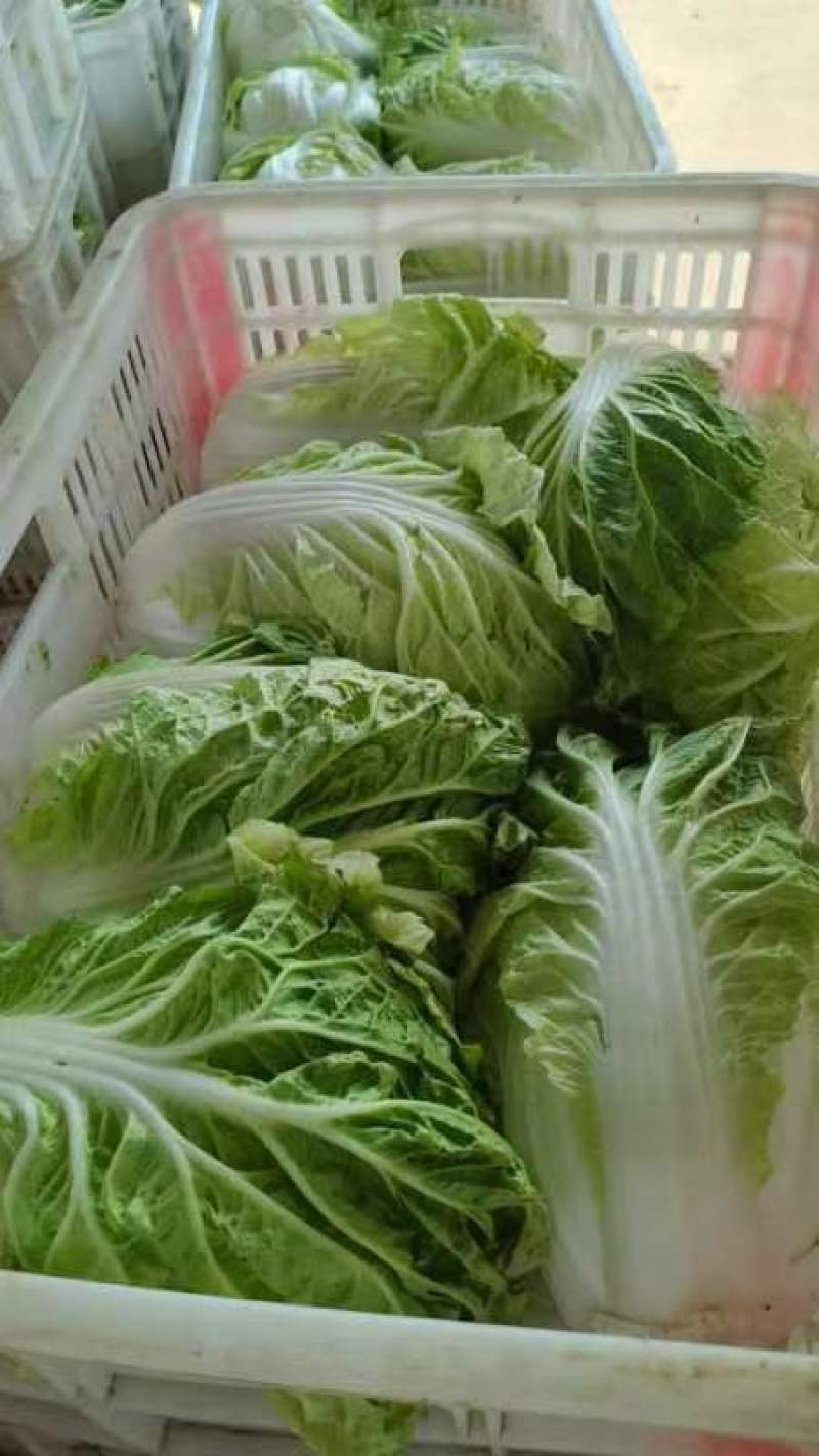 江苏黄心白菜新鲜上市价格美丽质量好对接全国量大从优欢迎询