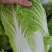 江苏黄心白菜新鲜上市价格美丽质量好对接全国量大从优欢迎询