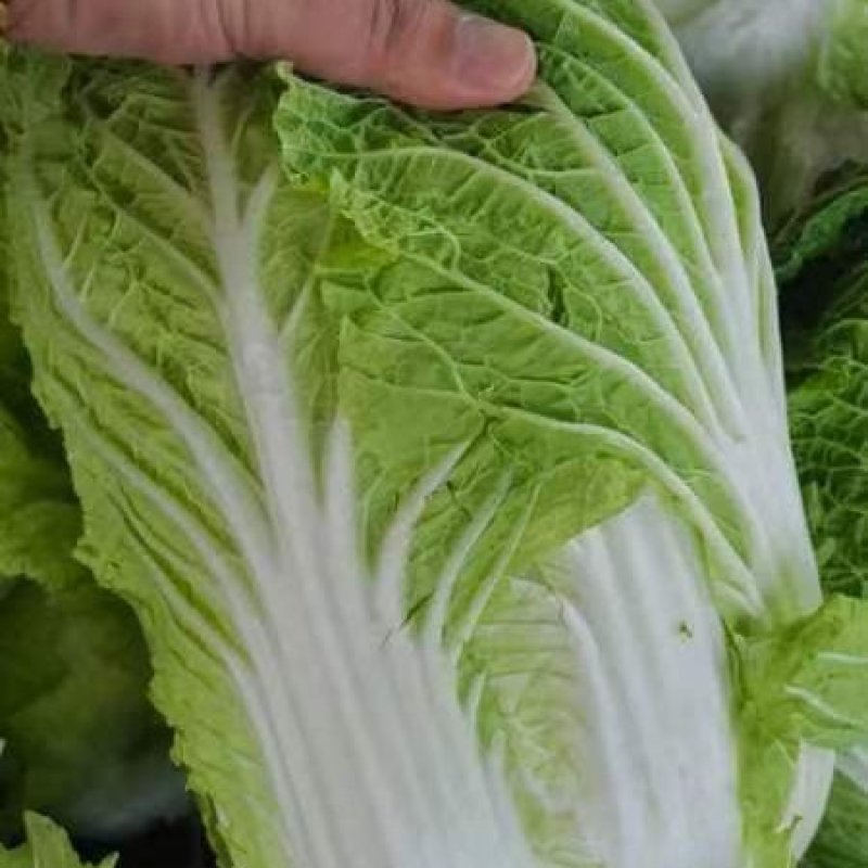江苏黄心白菜新鲜上市价格美丽质量好对接全国量大从优欢迎询