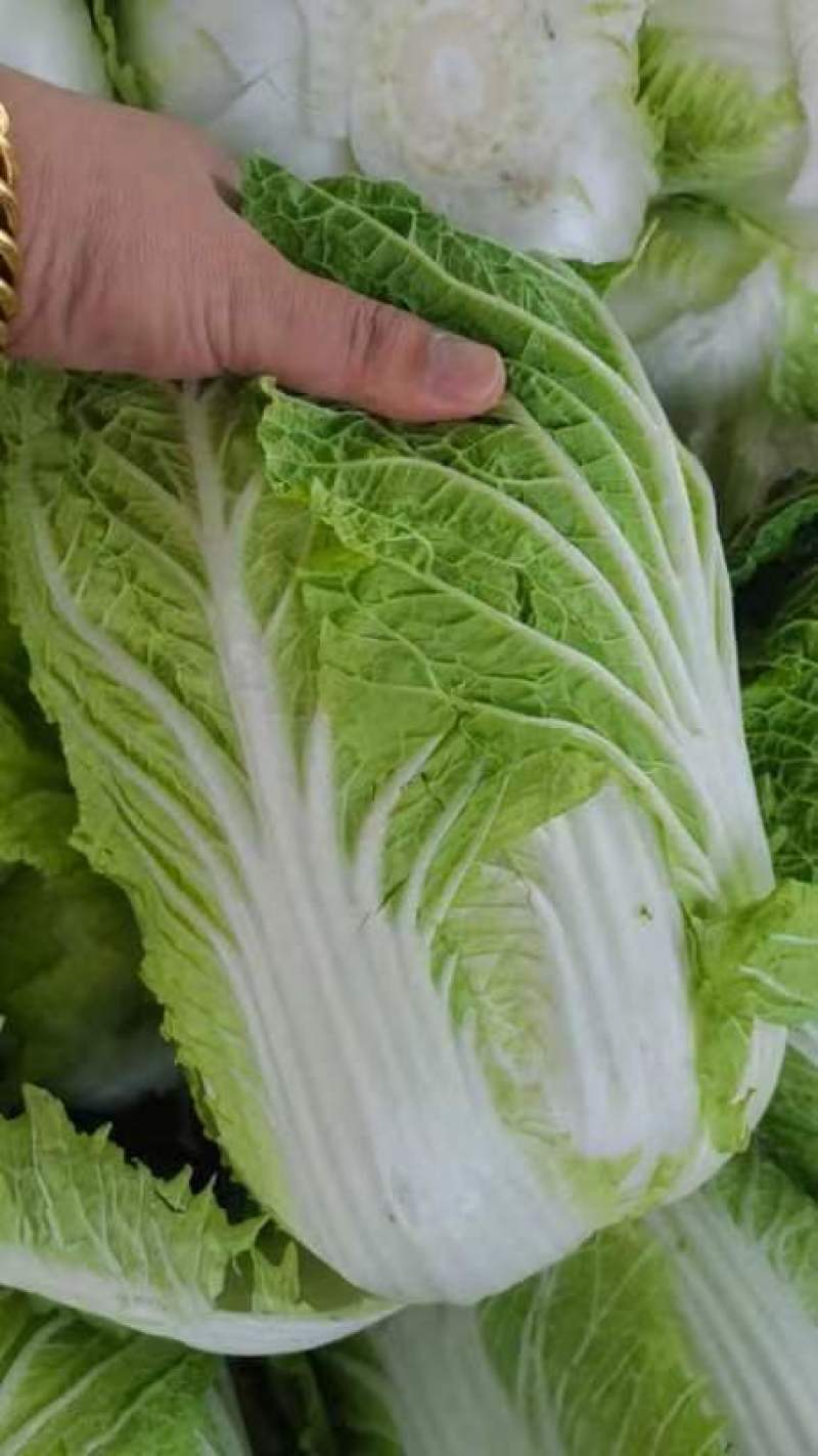 江苏黄心白菜新鲜上市价格美丽质量好对接全国量大从优欢迎询