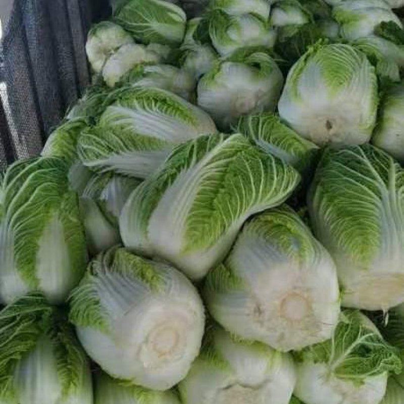 江苏黄心白菜新鲜上市价格美丽质量好对接全国量大从优欢迎询