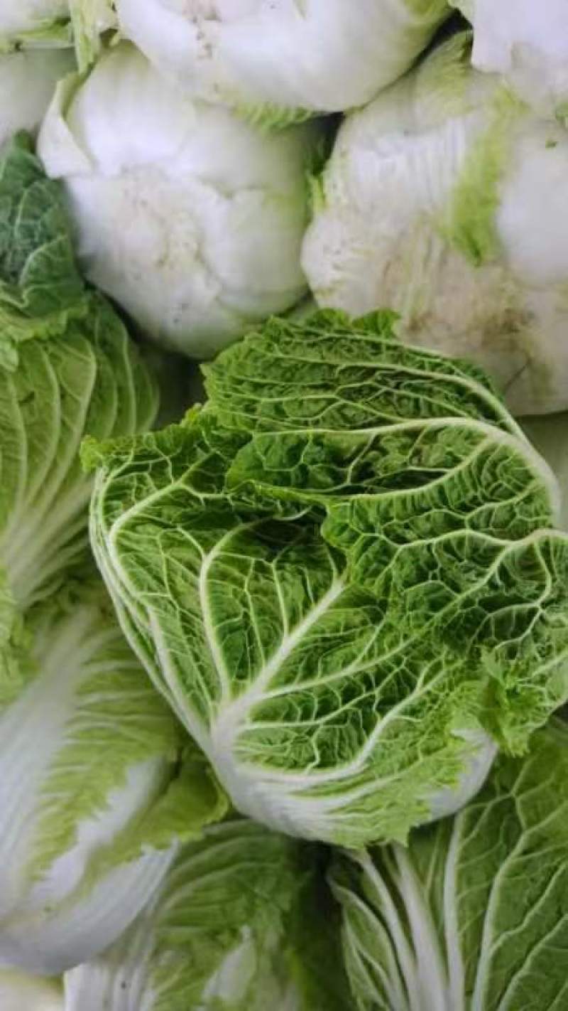 江苏黄心白菜新鲜上市价格美丽质量好对接全国量大从优欢迎询