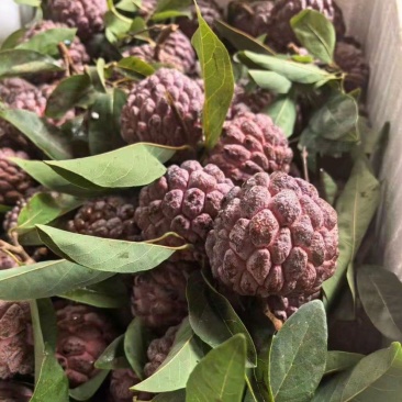 玫瑰释迦果批发