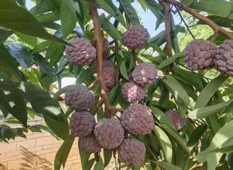玫瑰释迦果批发