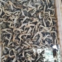 辽宁东港本地精品无沙花甲加工厂直供，活跃度好，肉满，欢迎