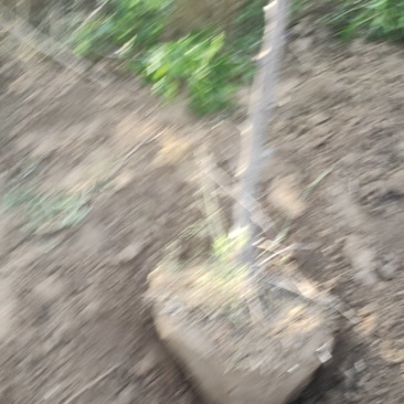沾化冬枣树苗大量供应，裸根土球可视频看货可通过一亩田联