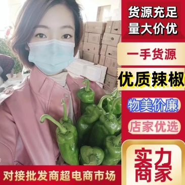 推荐鲜辣椒301辣椒尖椒【以质论价】产地直发现摘现卖