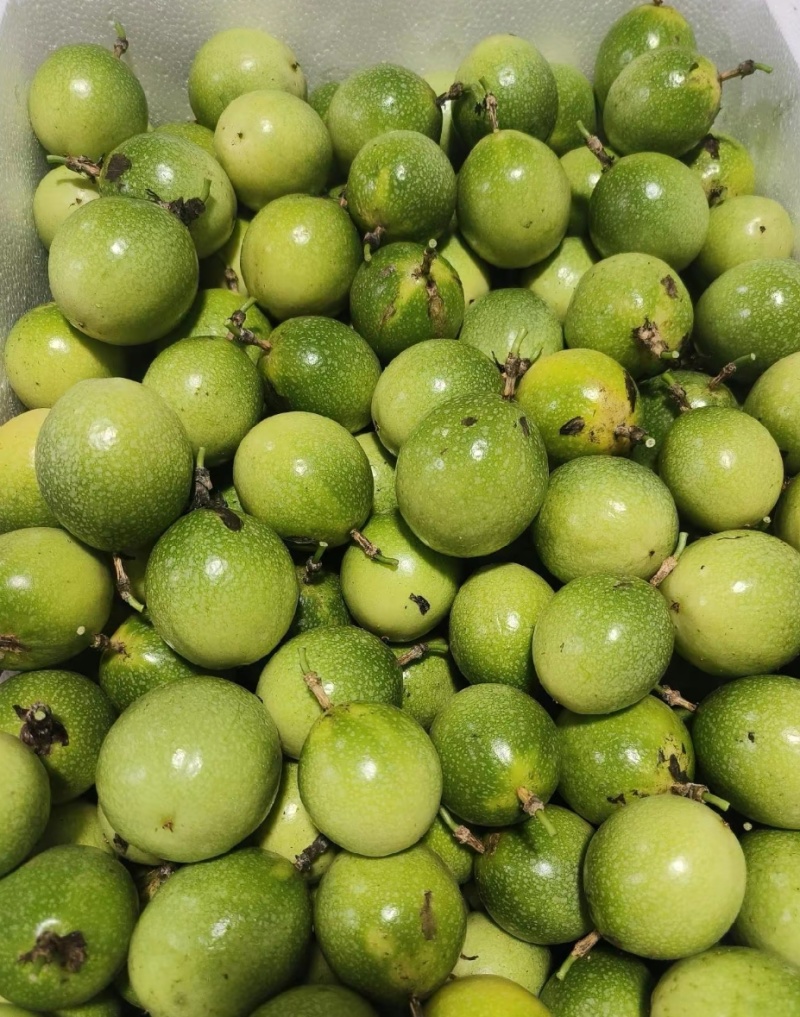 钦蜜9号一手货源批发