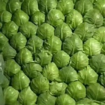 产地大量供应大棚甘蓝，甘蓝，大棚甘蓝