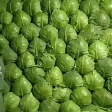 产地大量供应大棚甘蓝，甘蓝，大棚甘蓝