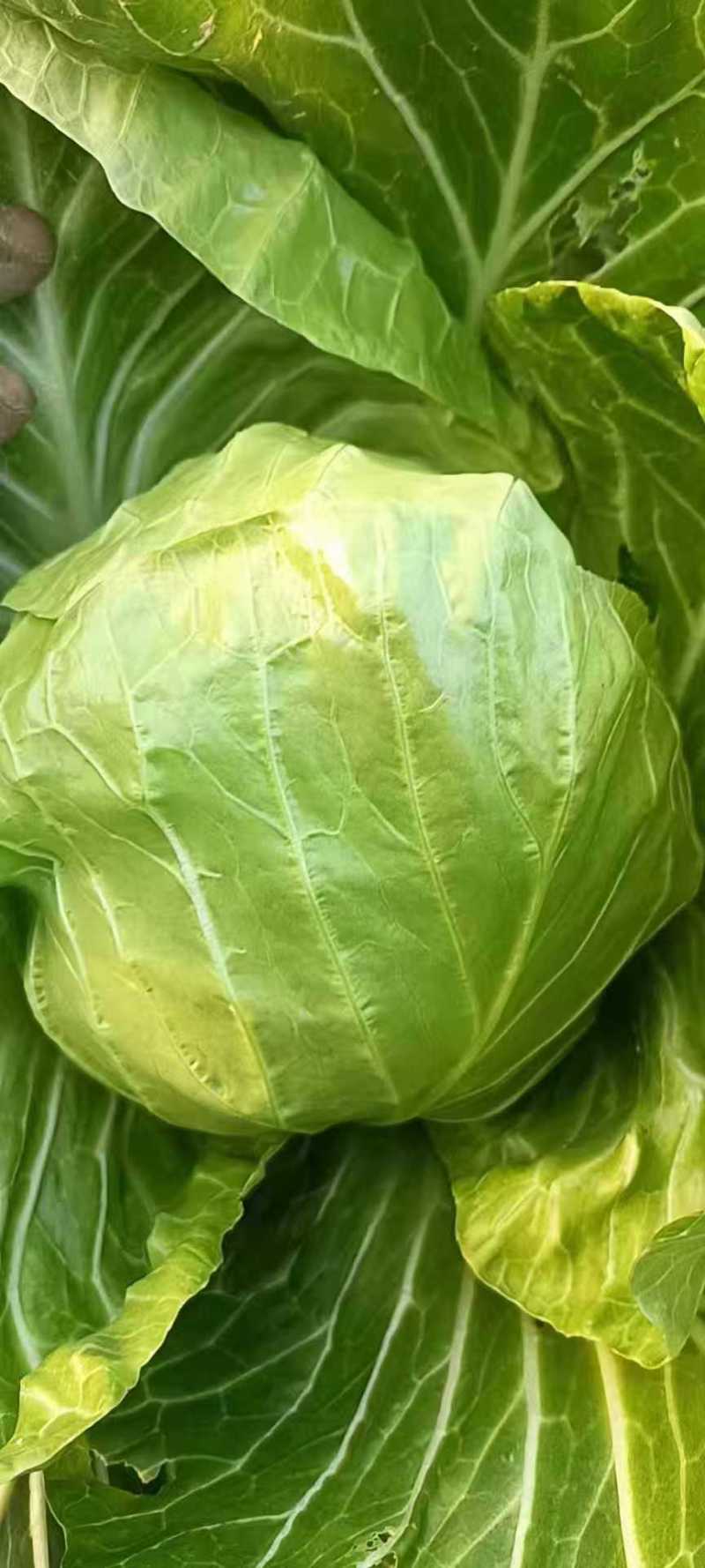 产地大量供应大棚甘蓝，甘蓝，大棚甘蓝