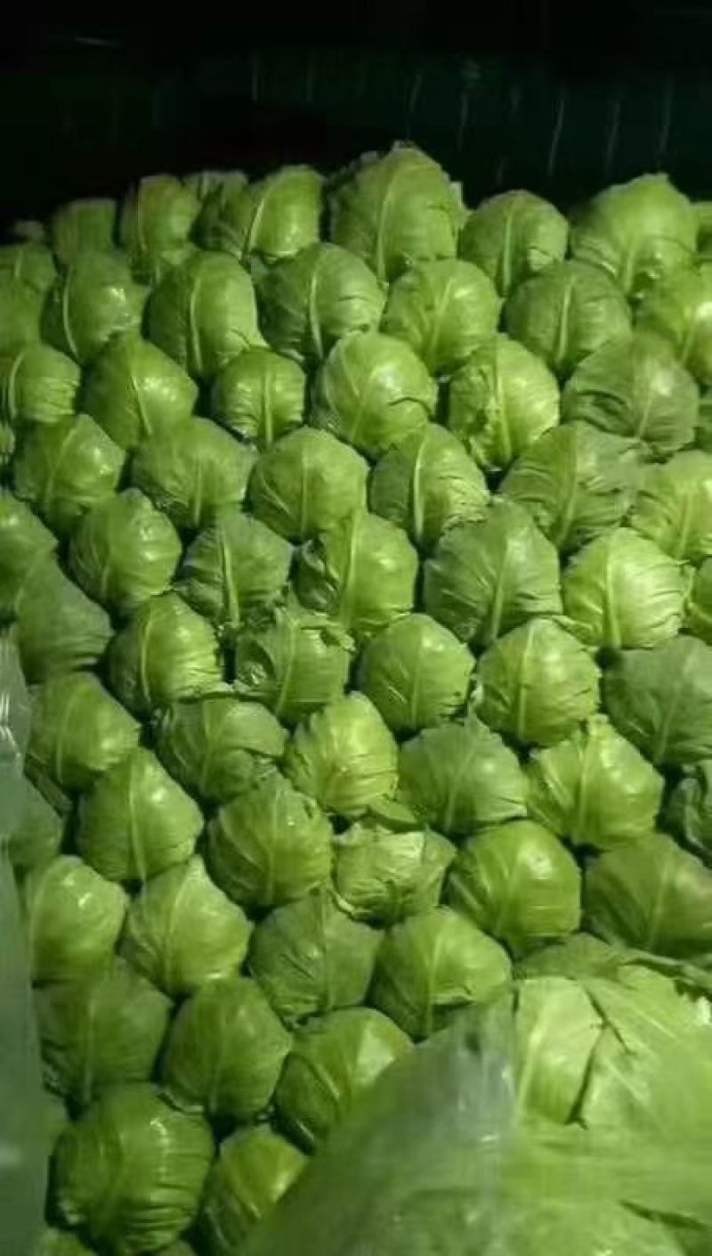 产地大量供应大棚甘蓝，甘蓝，大棚甘蓝