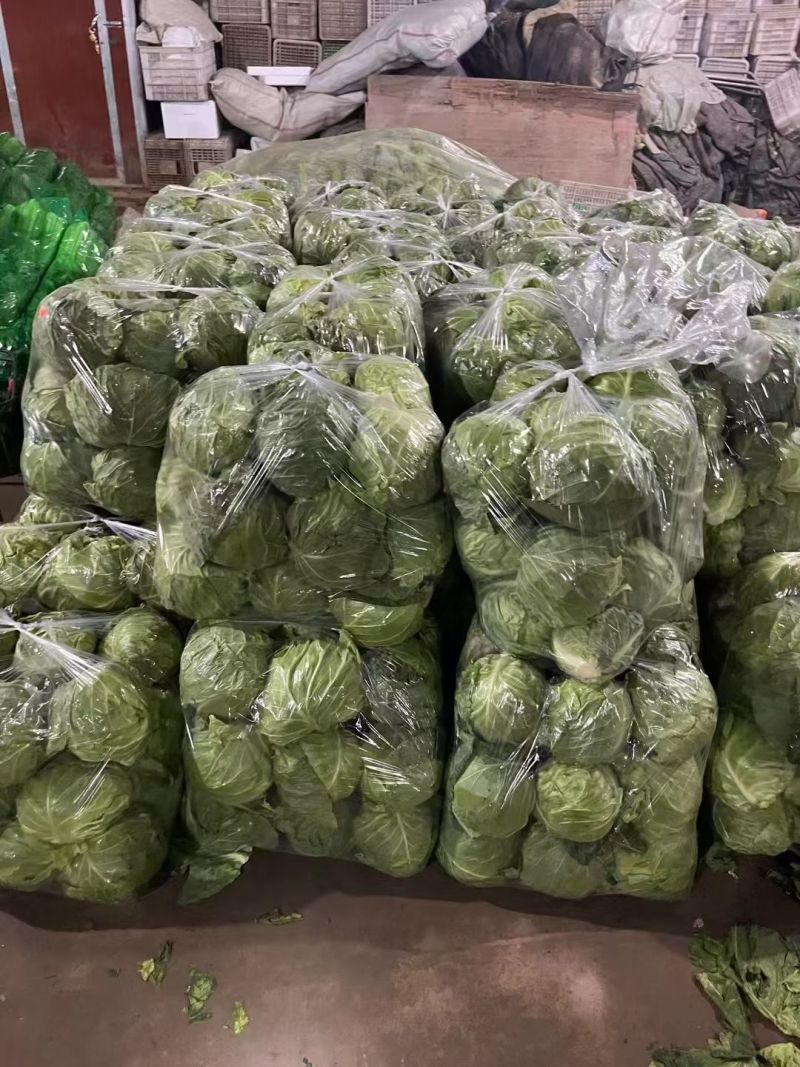 产地大量供应大棚甘蓝，甘蓝，大棚甘蓝