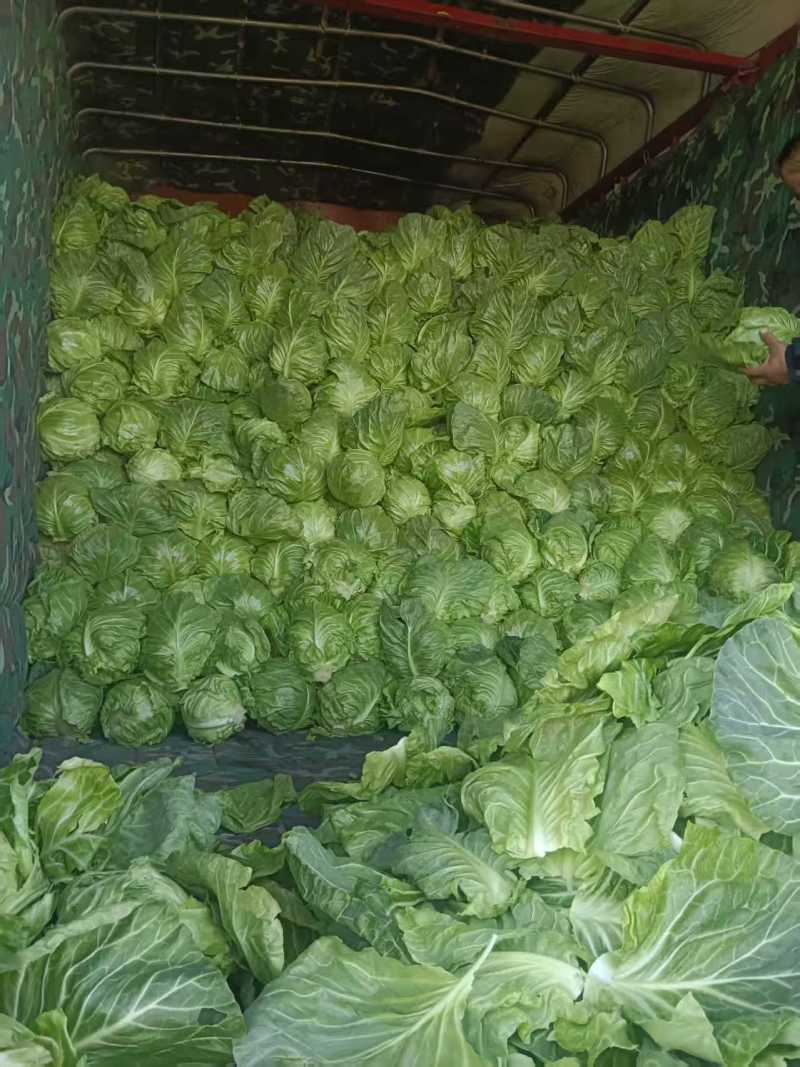 产地大量供应大棚甘蓝，甘蓝，大棚甘蓝