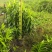 2511苗圃供应金心金蕊百合竹0.5-1.5米高绿植