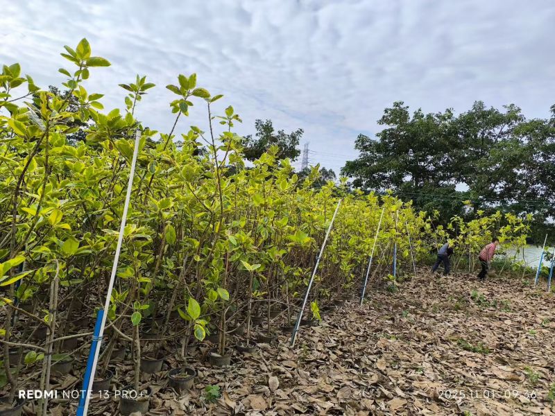 2511苗圃供应金边富贵榕花叶高山榕1-3米高