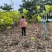 2511苗圃供应金边富贵榕花叶高山榕1-3米高