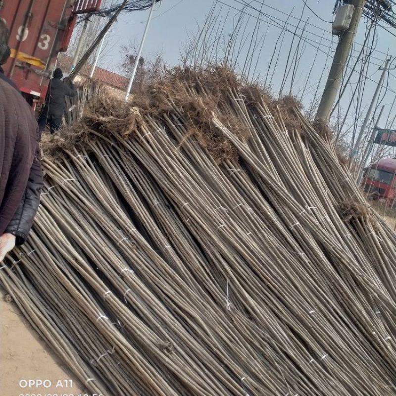 速生杨107杨树苗，大量上市看产地直发，品质保证