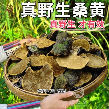 野生桑黄正品桑黄整枝切块纯野生桑黄干货中药材