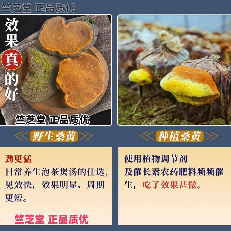 野生桑黄正品桑黄整枝切块纯野生桑黄干货中药材