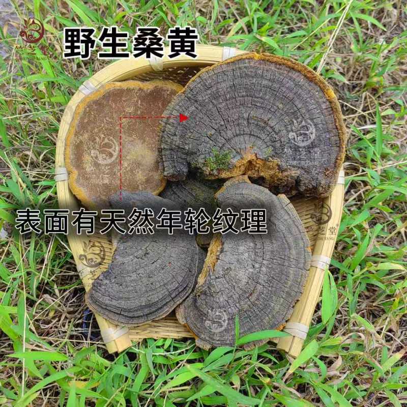 野生桑黄正品桑黄整枝切块纯野生桑黄干货中药材