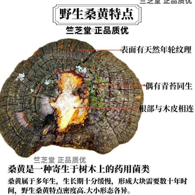 野生桑黄正品桑黄整枝切块纯野生桑黄干货中药材