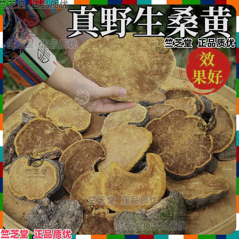 野生桑黄正品桑黄整枝切块纯野生桑黄干货中药材