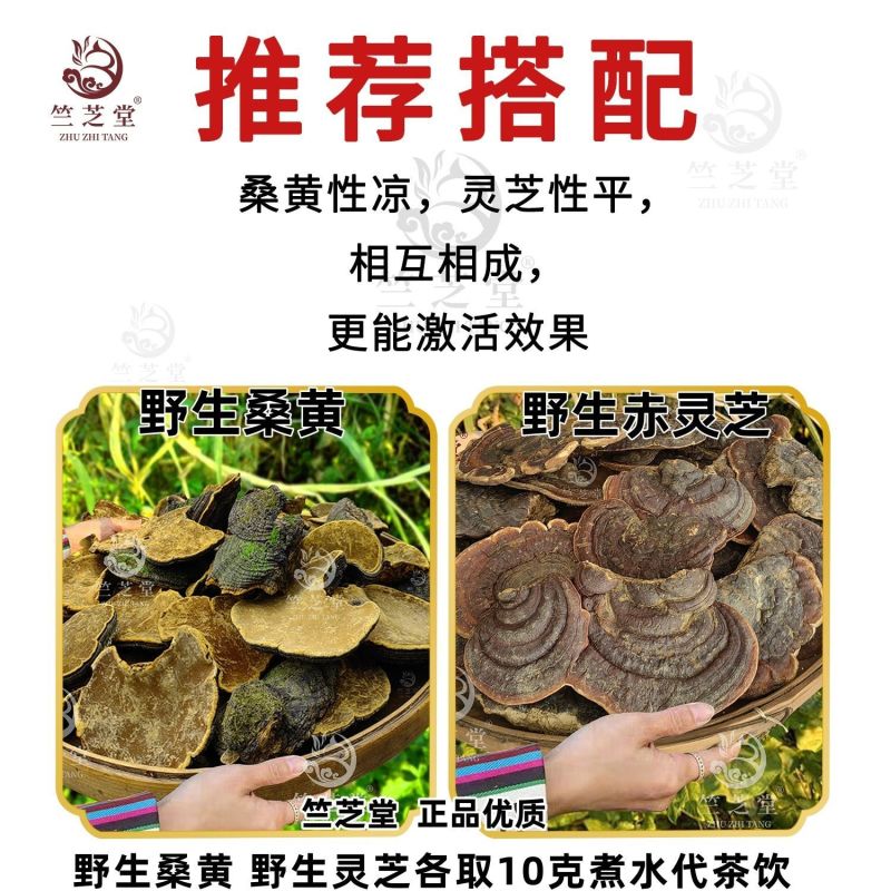 野生桑黄正品桑黄整枝切块纯野生桑黄干货中药材