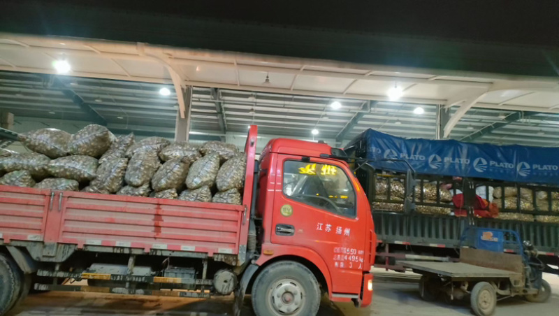 扬州宝应宽叶靖江云南本地茨菇白茨菇青茨菇紫茨菇