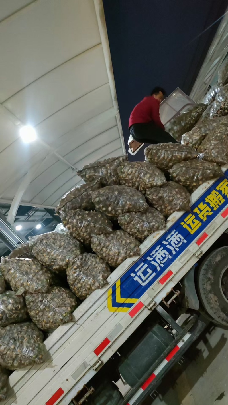 扬州宝应宽叶靖江云南本地茨菇白茨菇青茨菇紫茨菇