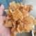 羊肚耳种植专业合作社大片羊肚耳沙耳大片单片羊肚耳特大羊肚