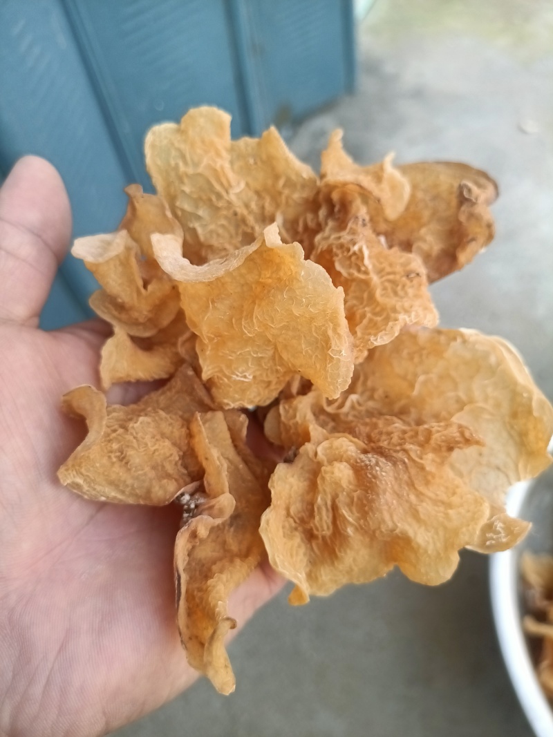 羊肚耳种植专业合作社大片羊肚耳沙耳大片单片羊肚耳特大羊肚