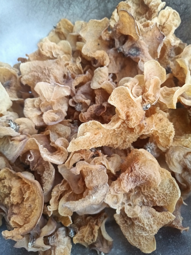 羊肚耳种植专业合作社大片羊肚耳沙耳大片单片羊肚耳特大羊肚