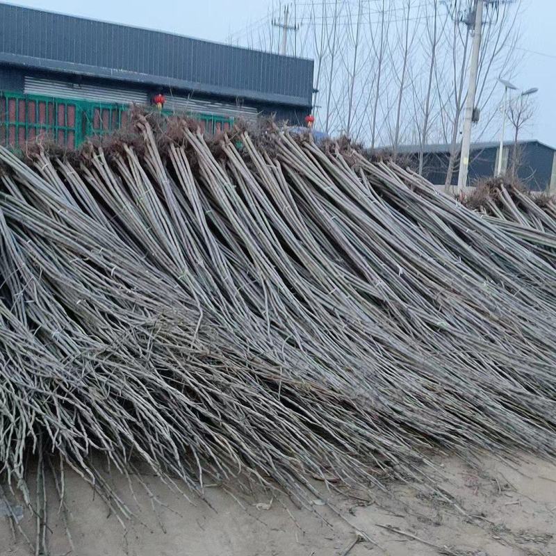 速生杨107杨树苗，大量上市看产地直发，品质保证