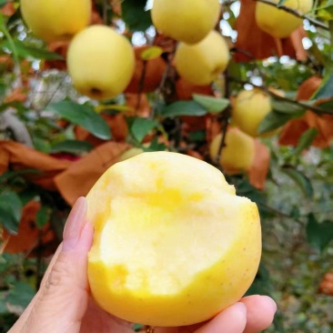 维纳斯黄金