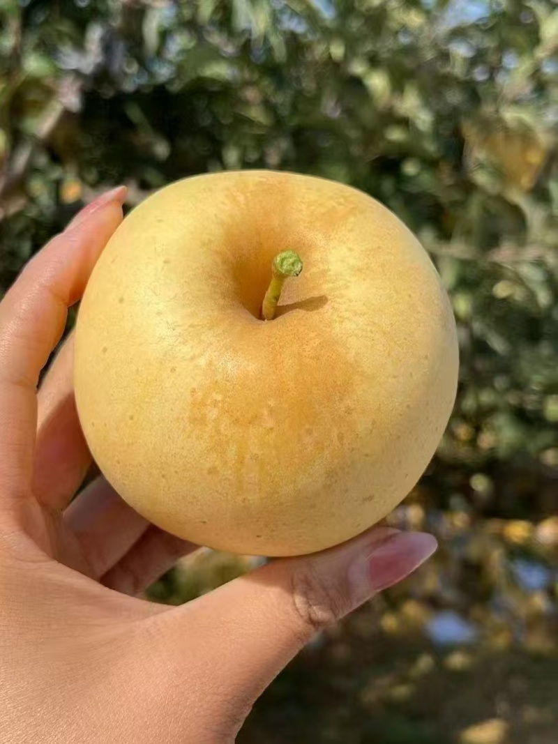 维纳斯黄金