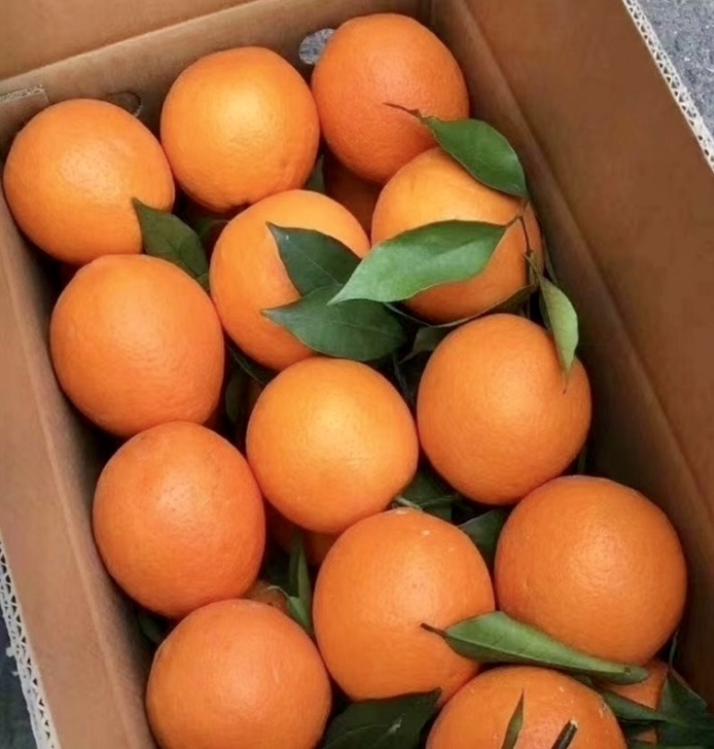 纽荷尔脐橙榨汁果，产地直发，货量充足，对接全国原料厂家