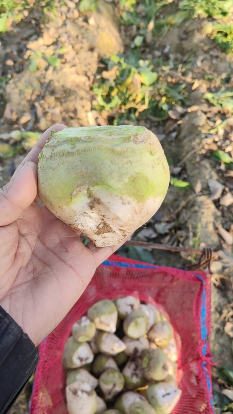 鄄城县郑营镇的芥菜旮瘩大小规格按需求分拣网袋纸箱都有接