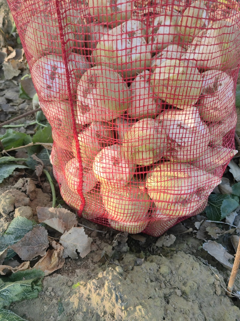 鄄城县郑营镇的芥菜旮瘩大小规格按需求分拣网袋纸箱都有接