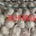 邳州精品加工大蒜，市场，电商，商超，现货供应货源充足，