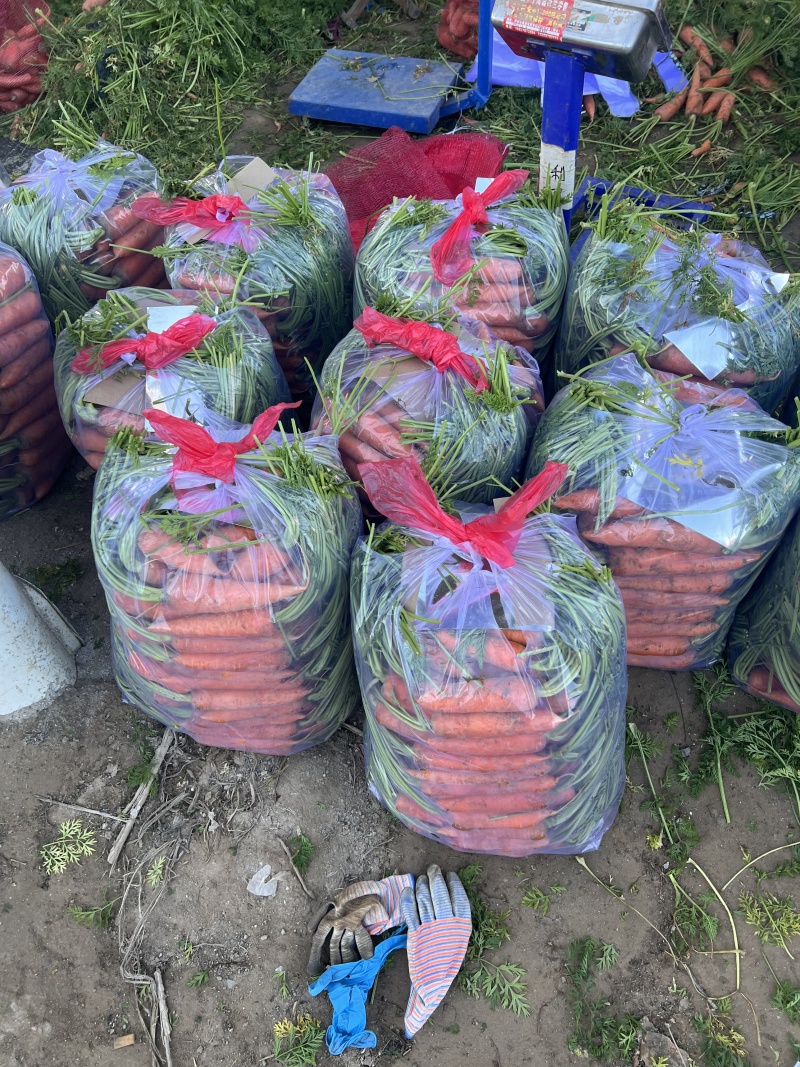 三红红萝卜大量上市/产地直发品质保证/量大价优全国发货